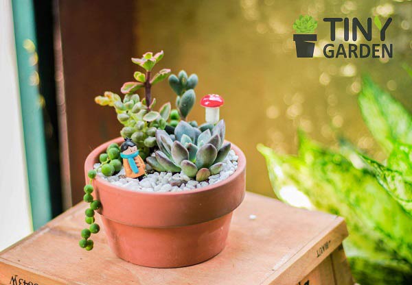 Hướng dẫn chi tiết cách chăm sóc tiểu cảnh