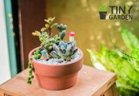 Hướng dẫn chi tiết cách chăm sóc tiểu cảnh